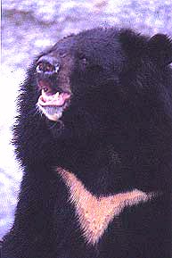 Formosan Black Bear