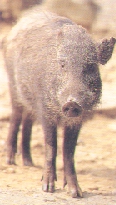Formosan Wild Boar