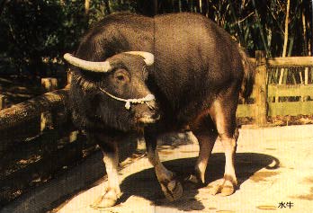 Buffalo