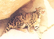 Formosan Clouded Leopard