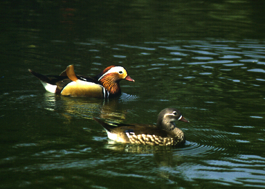 Mandarin Duck