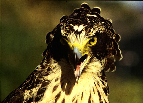 Serpent Eagle