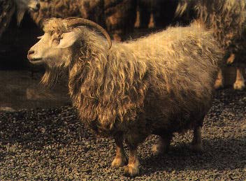 Angora Goat