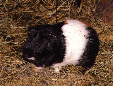 Guinea Pig