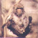 Formosan Macaque