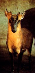 Formosan Muntjac