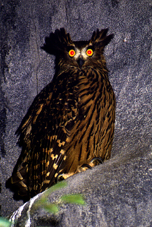 Tawny Fish Owl