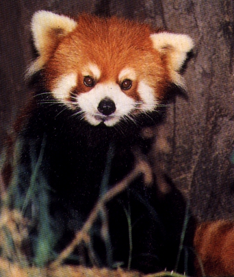 Red Panda