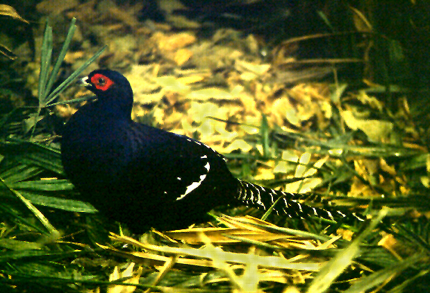 Mikado Pheasant