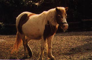 Pony