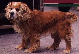 American Cocker Spaniel