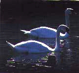Mute Swan